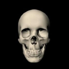 인간의 두개골 조각 3d 모델