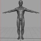 人間の男性の体の解剖学