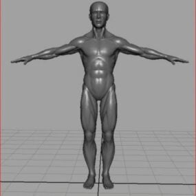 Menneskelig mandlig krop Anatomi 3d-model