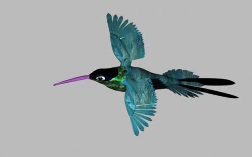 Divoký kolibřík