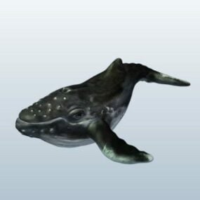 Mô hình 3d Cá voi lưng gù biển