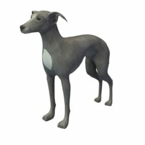 Italian Greyhound Dog V1 3d model