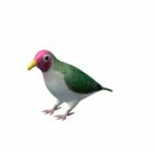 珍宝水果鸽子鸟