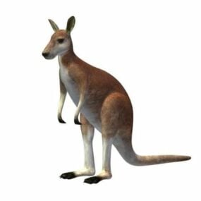 3д модель австралийского кенгуру