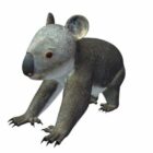 Koala dier