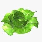 Lettuce Bibb Plant