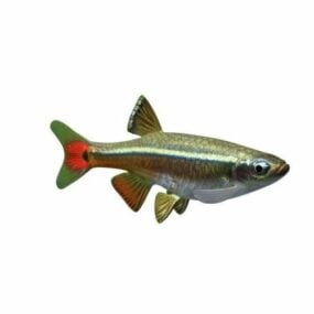 Long Fin Fish 3d model