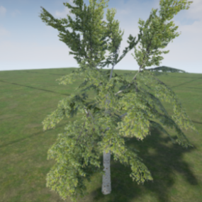 Nature Tree Birch V1 3d model
