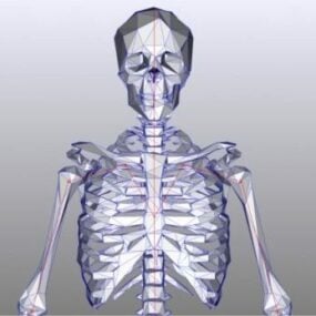 Low Poly Human Skeleton 3d model