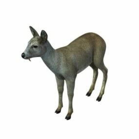 Musk Deer Animal 3d model