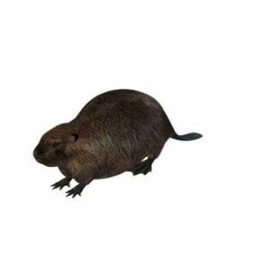 American Beaver Mouse 3d model