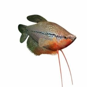 Pearl Gourami Fish 3d model