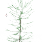 Winter Pine Tree