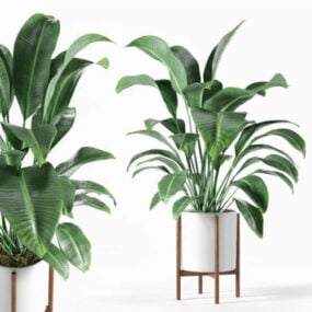 美丽的室内植物3d模型