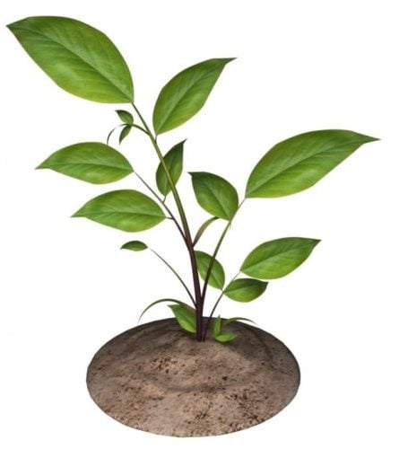Growth Plant