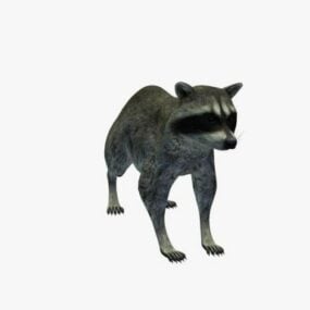 Racoon Animal 3d-modell