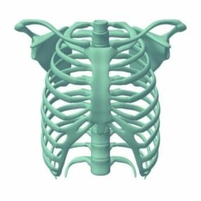 3D model hrudního koše