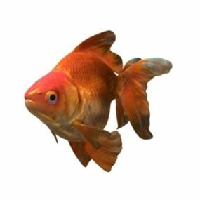 Akvarium Ryukin Goldfish 3d-modell