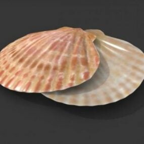 貝殻の3Dモデル