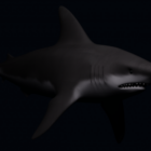Zee zwarte haai