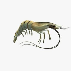 Animal Shrimp 3d model