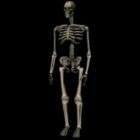 Human Skeleton Lowpoly