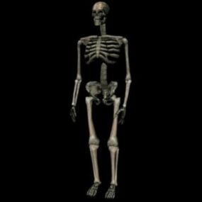 Menneskeligt skelet Lowpoly 3d model