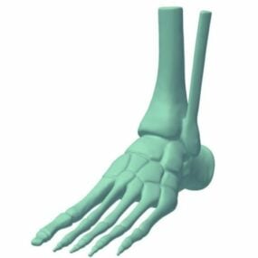 نموذج الهيكل العظمي للقدم ثلاثي الأبعاد