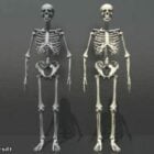 Männliches weibliches Skelett