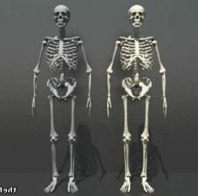 Skeleton Male Female 3d model