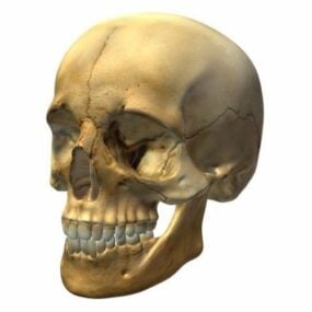Реалістична 3d модель скульптури людського черепа