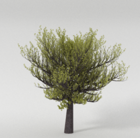 نموذج شجرة الربيع الطبيعية ثلاثي الأبعاد