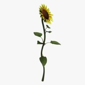 3D model květ slunečnice