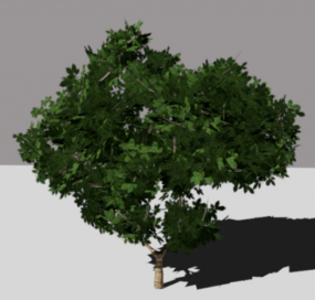 Bredbladet træplante 3d-model
