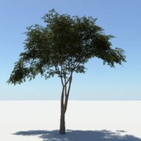نموذج شجرة واحدة ثلاثي الأبعاد