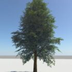 Single Green Tree