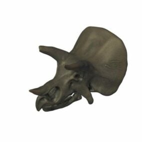 ترايسيراتوبس ديناصور الجمجمة نموذج 3D