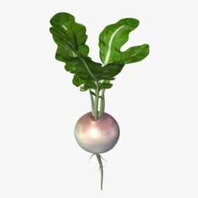 Turnip Plant 3d model