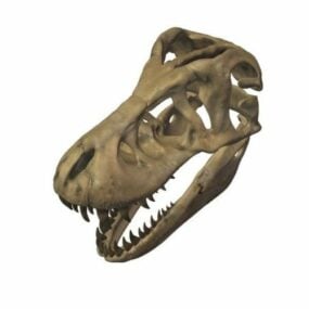 Dinosaur Tyrannosaurus Rex Skull 3d-modell