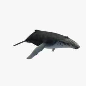 วาฬ Lowpoly รุ่น 3d