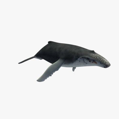 Whale Lowpoly
