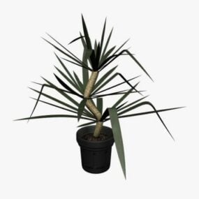 Yucca Pot Plant 3d model