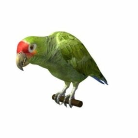 Amazon Parrot Bird 3d-modell