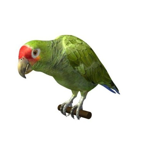 Amazonas Papageienvogel