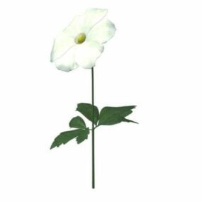 Anemone Flower 3d model