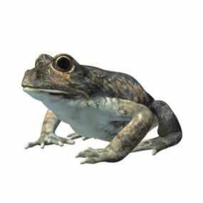 Model 3D dzikiej żaby banjo