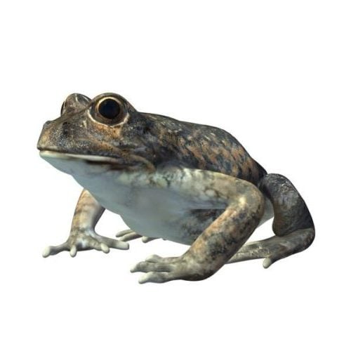 Wild Banjo Frog