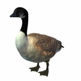 Canada Goose 3d-modell