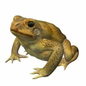 Cane Toad Amphibians 3d-modell