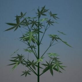 Modelo 3d da árvore de cannabis